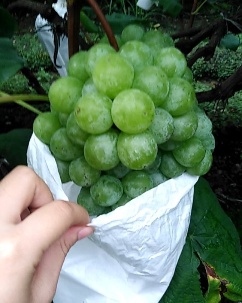乐山青葡萄