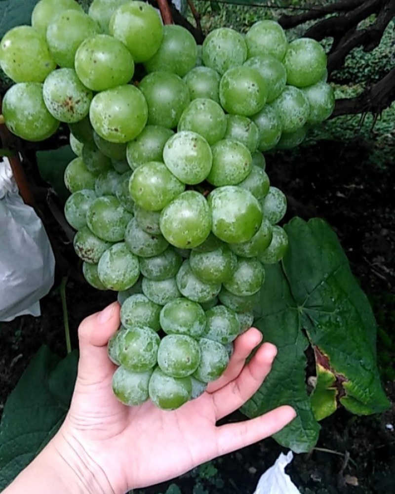 乐山青葡萄
