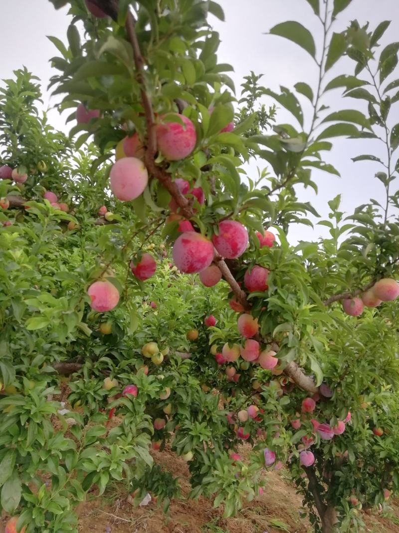 李子熟了，欢迎各大老板，来村里收货