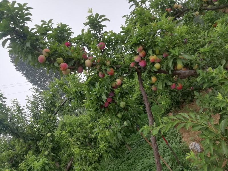 李子熟了，欢迎各大老板，来村里收货