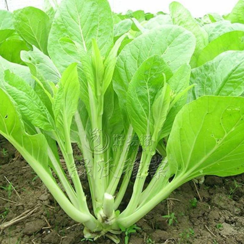 早熟白菜苔种子甜脆耐热叶片嫩绿春秋菜农基地选用种子