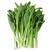 早熟白菜苔种子甜脆耐热叶片嫩绿春秋菜农基地选用种子