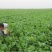 早熟白菜苔种子甜脆耐热叶片嫩绿春秋菜农基地选用种子