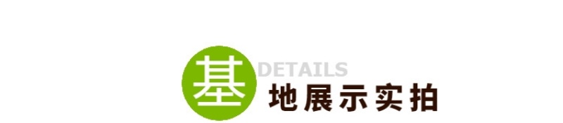 早熟白菜苔种子甜脆耐热叶片嫩绿春秋菜农基地选用种子
