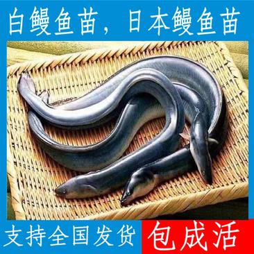 优质白鳗鱼苗，日本鳗，支持全国发货，量大可优惠。