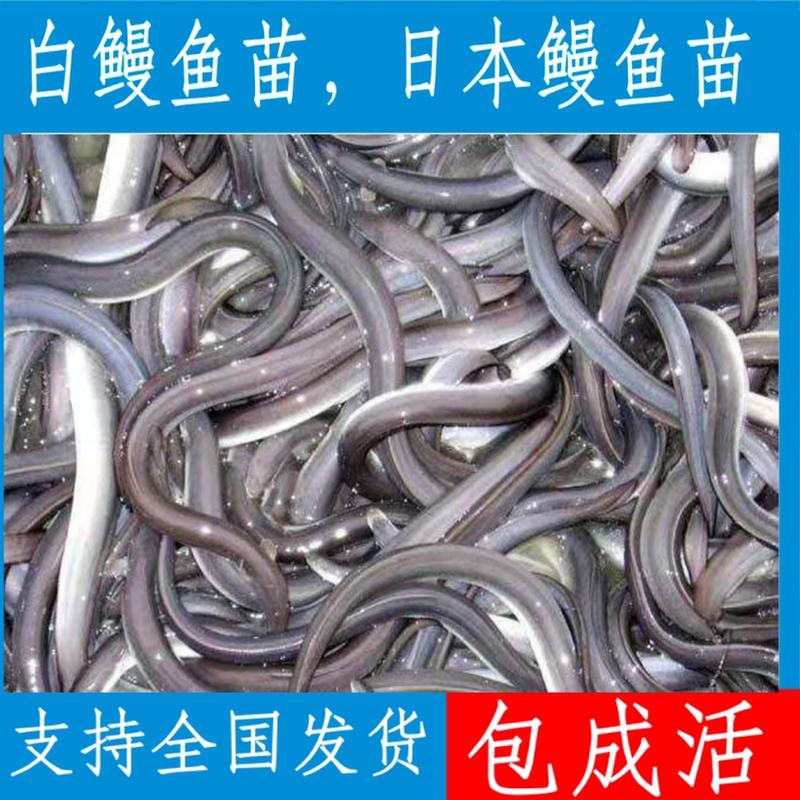 优质白鳗鱼苗，日本鳗，支持全国发货，量大可优惠。