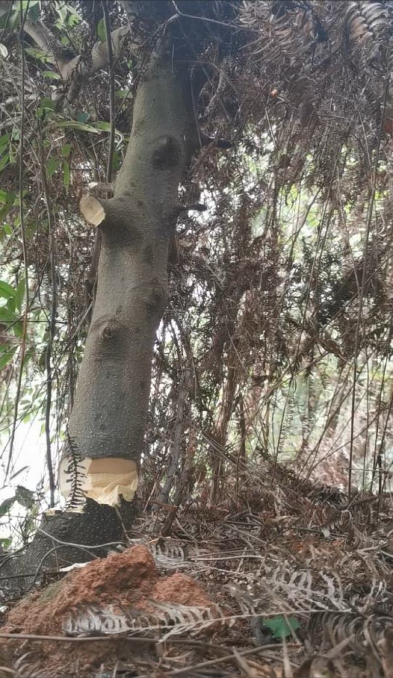 福建龙岩产地岗梅，品质好，水分8，无白皮，不参假！