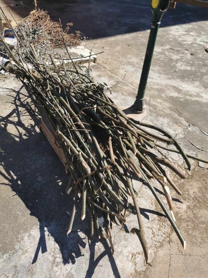 福建龙岩产地岗梅，品质好，水分8，无白皮，不参假！