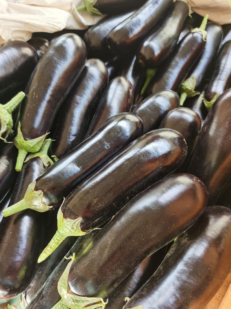 【精品】山东茄子，紫光长茄产地直销颜色鲜亮，货量充足现摘现发