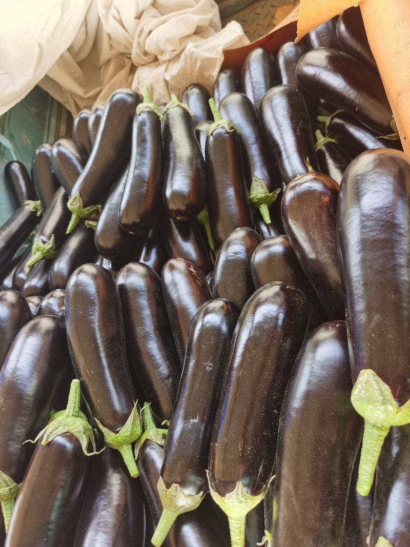 【精品】山东茄子，紫光长茄产地直销颜色鲜亮，货量充足现摘现发