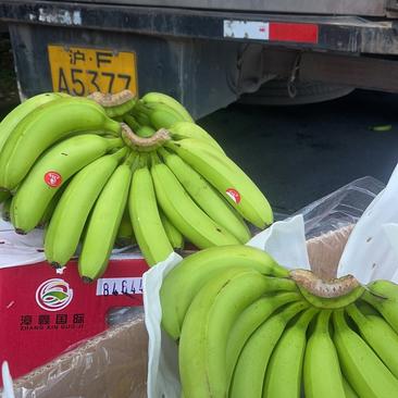 菲律宾进口香蕉大量现货常年供应精品，特价。