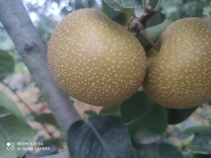 早熟梨品种，酥脆
