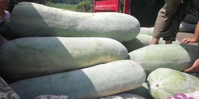 《基地直供》白皮精品冬瓜大量上市了，二十五斤起步
