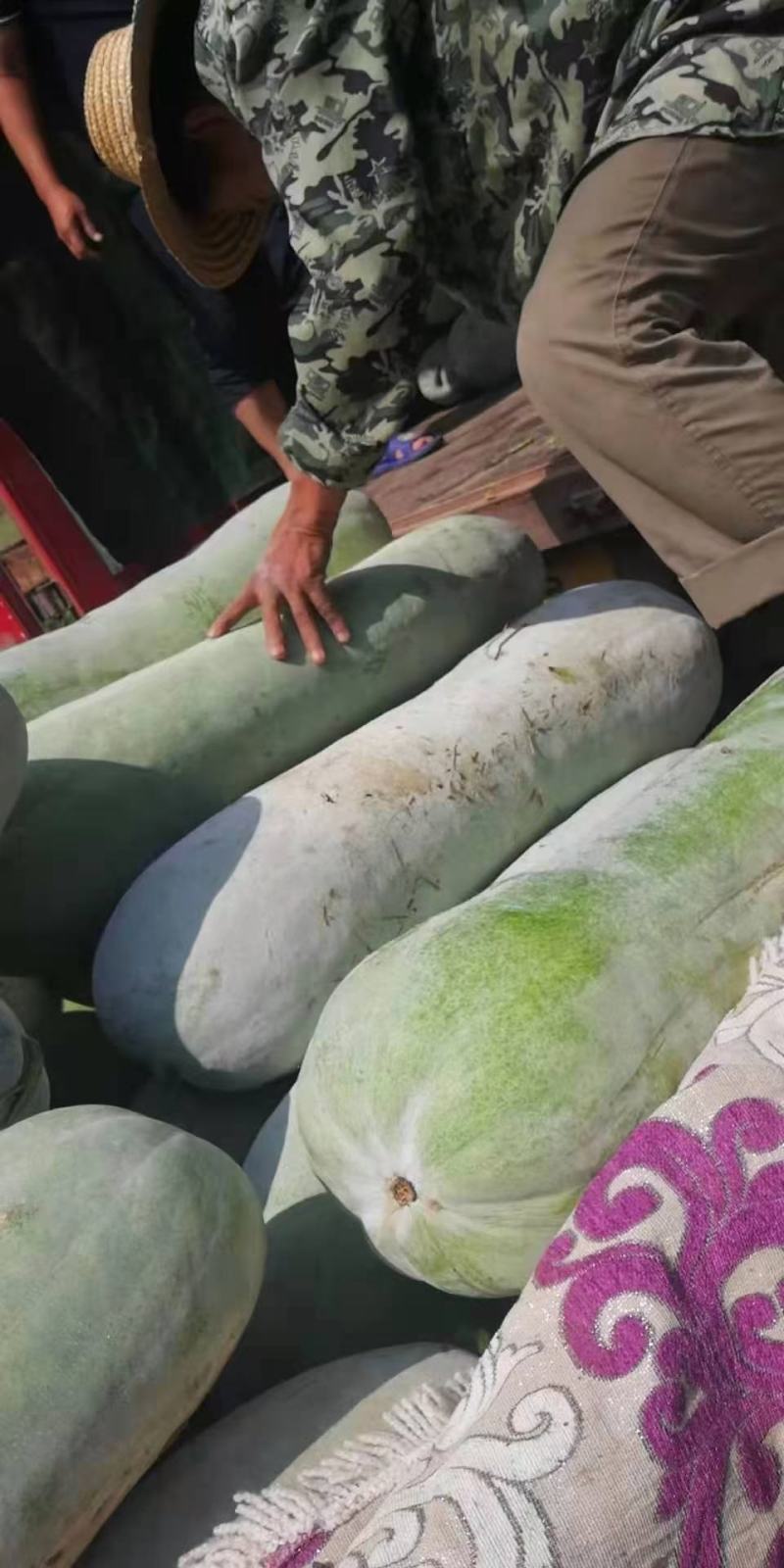 《基地直供》白皮精品冬瓜大量上市了，二十五斤起步