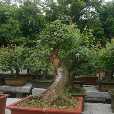 常年出售雀梅紫薇三角枫等落叶盆景及地景树