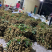 广东电白石硖储良龙眼精品大量上市