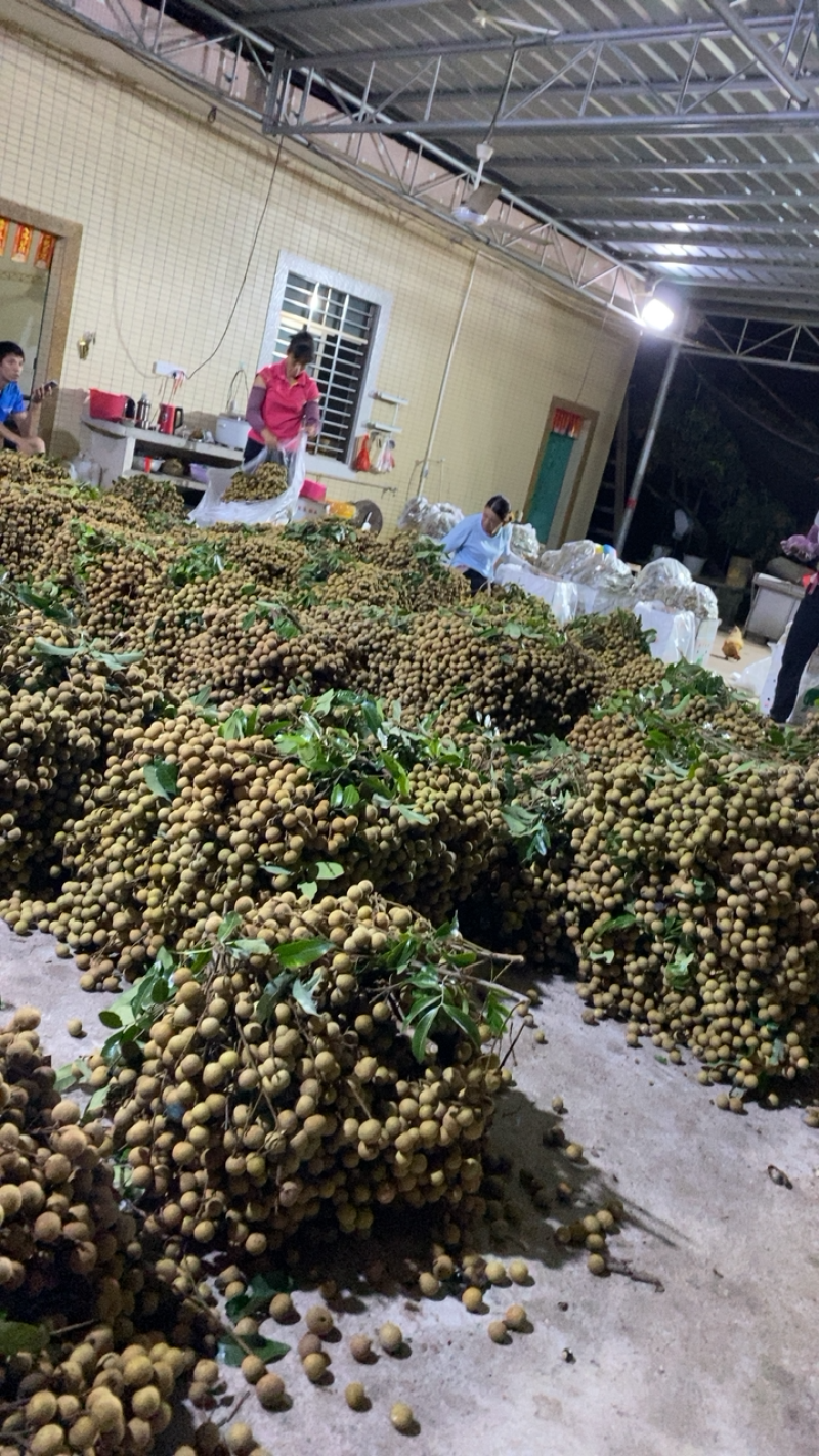 广东电白石硖储良龙眼精品大量上市