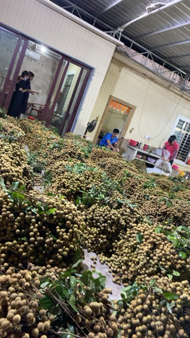 广东电白石硖储良龙眼精品大量上市
