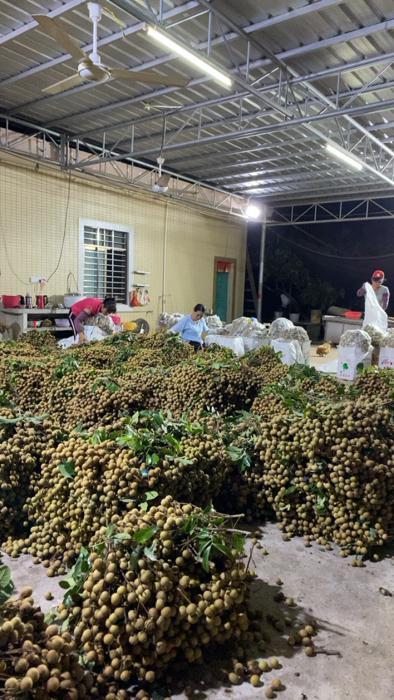 广东电白石硖储良龙眼精品大量上市