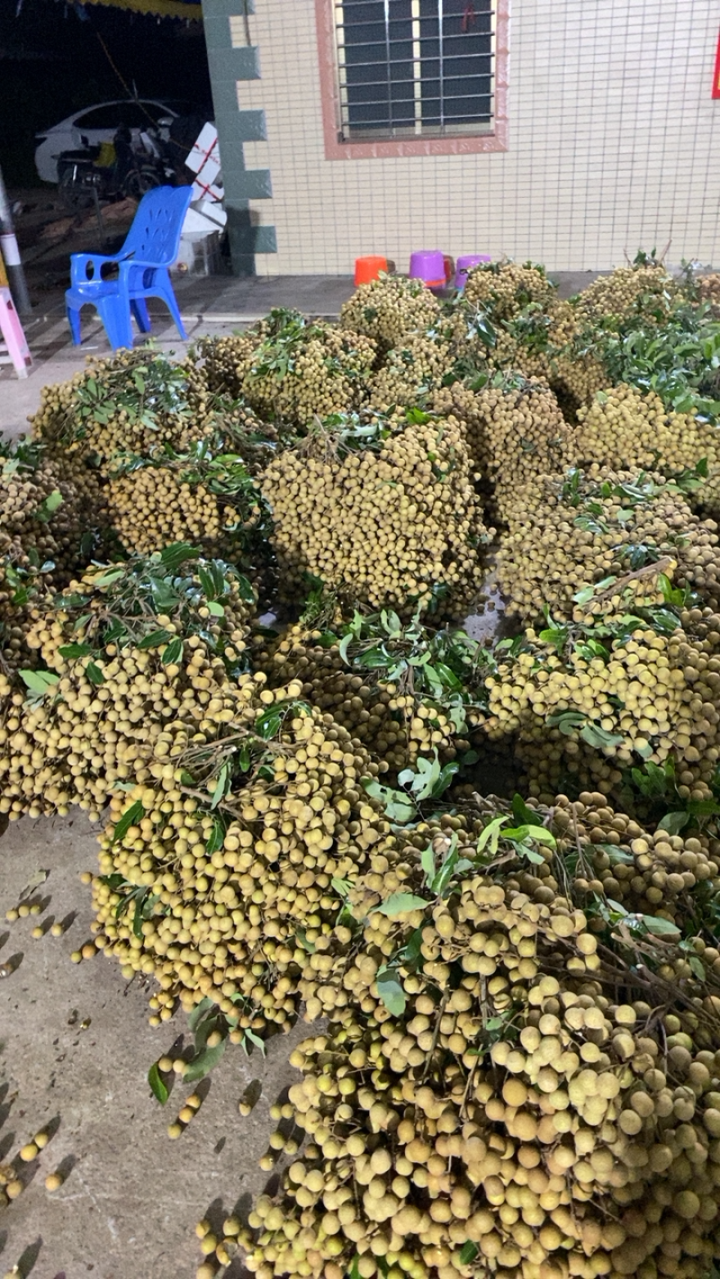 石硖龙眼30毫米以上精品