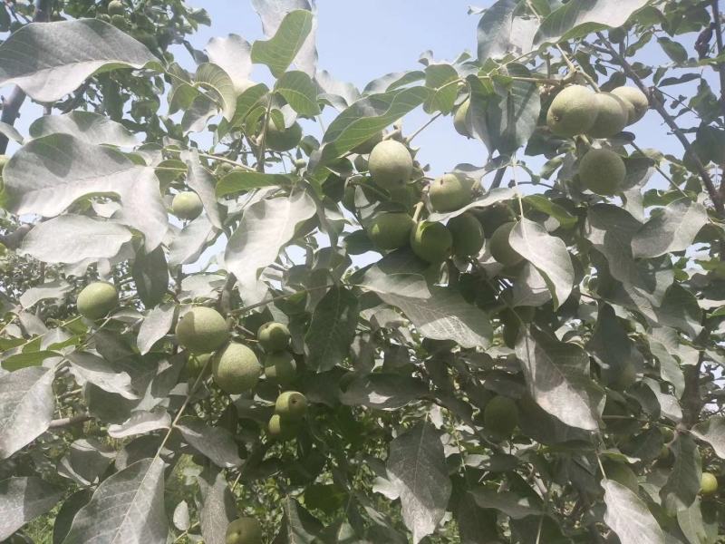 核桃纸皮核桃新疆阿克苏【不包邮】基地供应量大从优