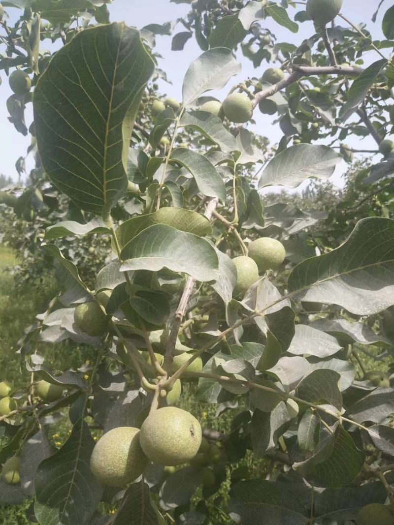 核桃纸皮核桃新疆阿克苏【不包邮】基地供应量大从优