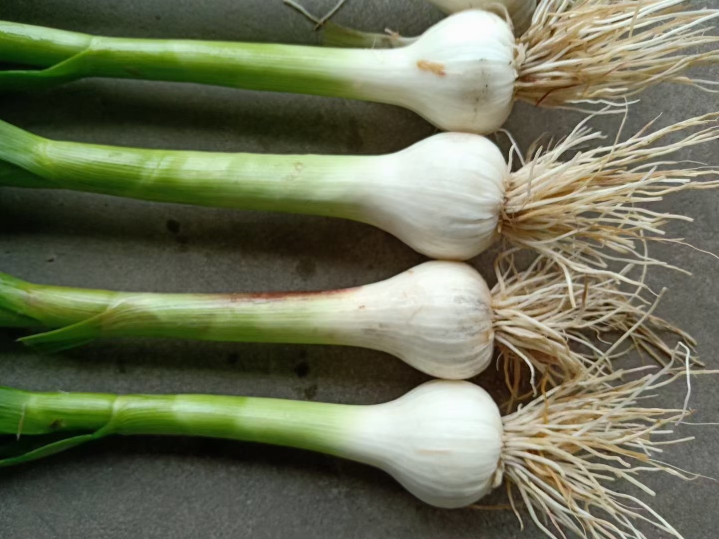 青蒜与蒜苗的实物对比图