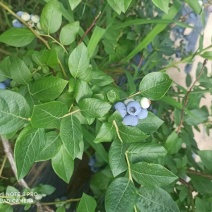 种植户，北陆，蓝丰，瑞卡，杜克