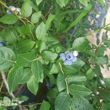 种植户，北陆，蓝丰，瑞卡，杜克