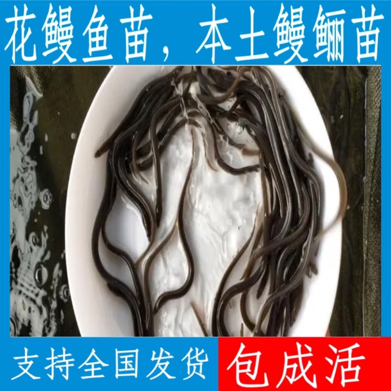 优质花鳗鱼苗，本土鳗鲡，百万现货，支持全国发货。