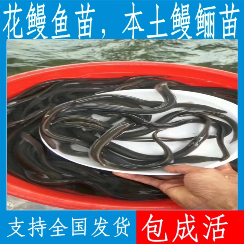 优质花鳗鱼苗，本土鳗鲡，百万现货，支持全国发货。