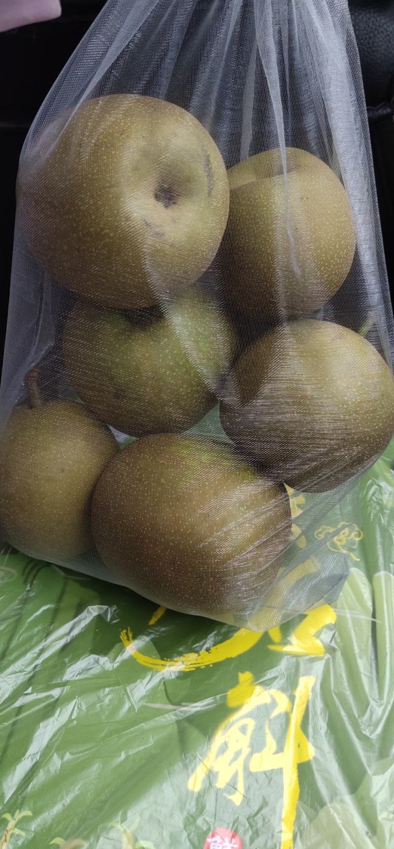 露天4~5年生梨树仿野铁皮石斛鲜条口感佳当天现剪现发