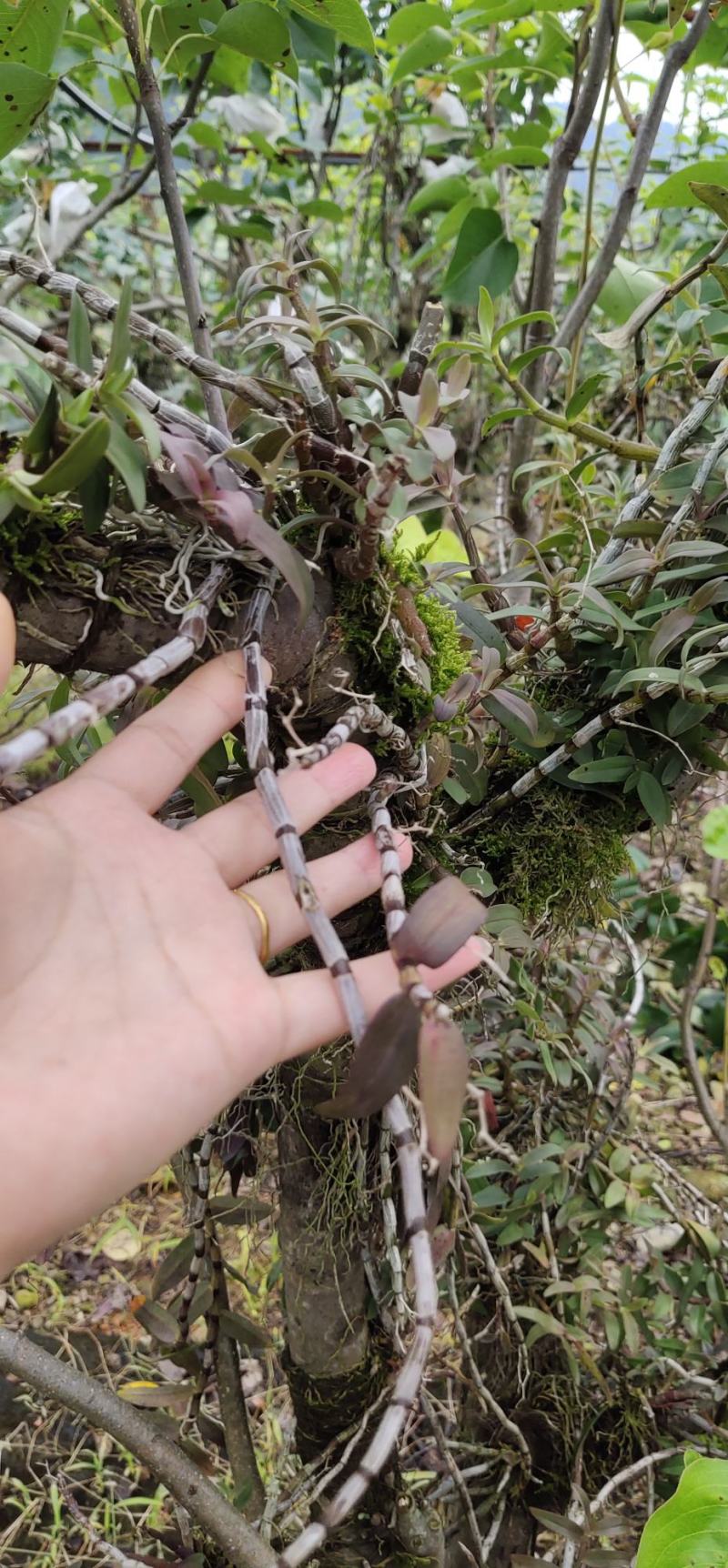 露天4~5年生梨树仿野铁皮石斛鲜条口感佳当天现剪现发