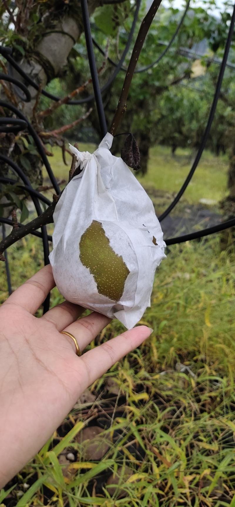 露天4~5年生梨树仿野铁皮石斛鲜条口感佳当天现剪现发