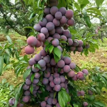 李子