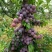 李子