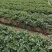 精品红颜草莓苗【各品种齐全】质量保证免费技术指导