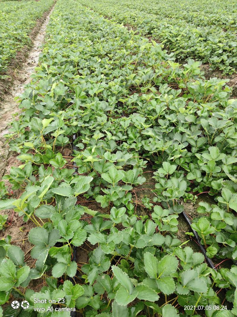 精品红颜草莓苗【各品种齐全】质量保证免费技术指导