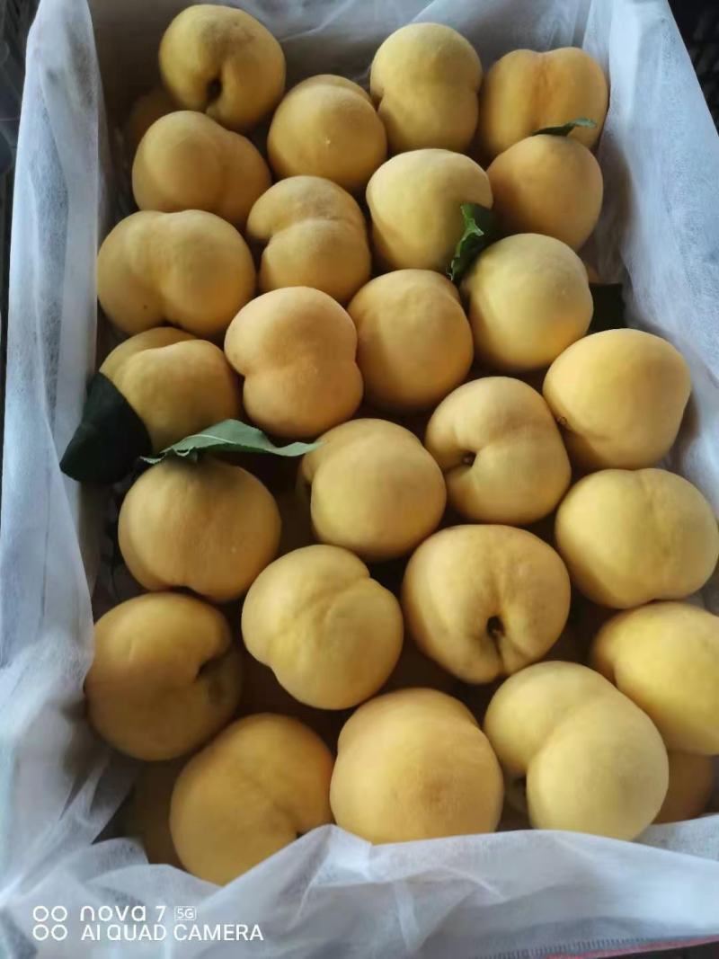 【推荐精选】黄桃大量上市产地直供诚信合作24小时供