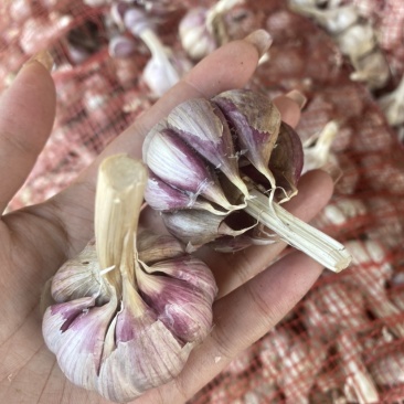 红根蒜苗专用高产抗病一年四季可种