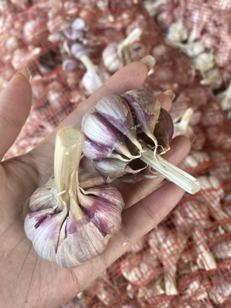 红根蒜苗专用高产抗病一年四季可种