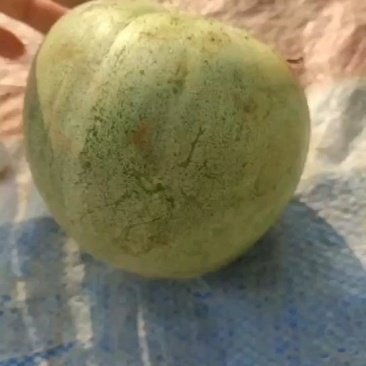 绿宝甜瓜