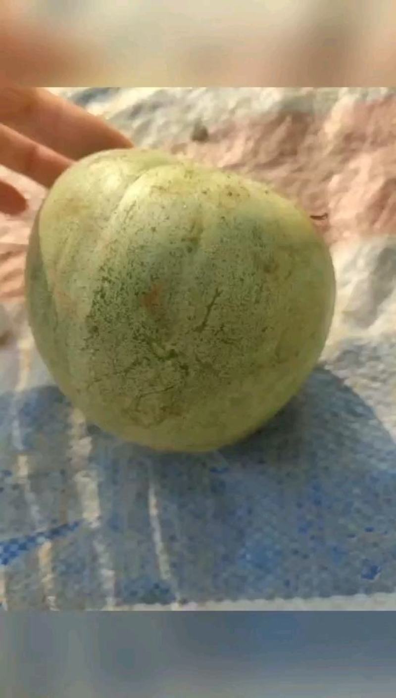 绿宝甜瓜