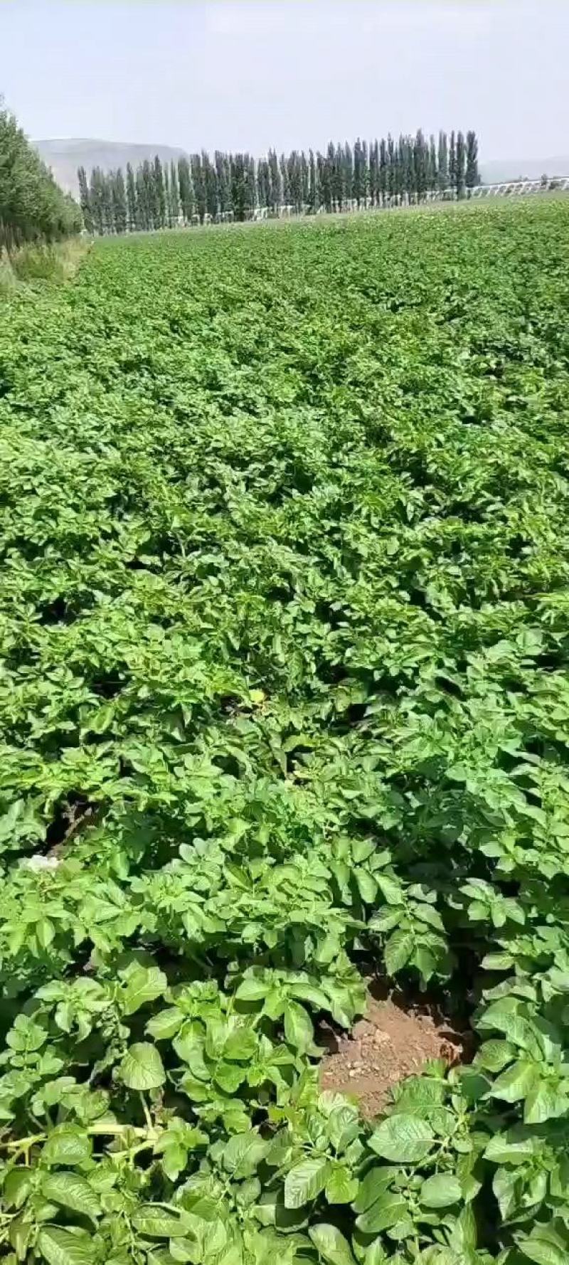 {热销中}二两起，三两起V7土豆产地直供保证质量大量