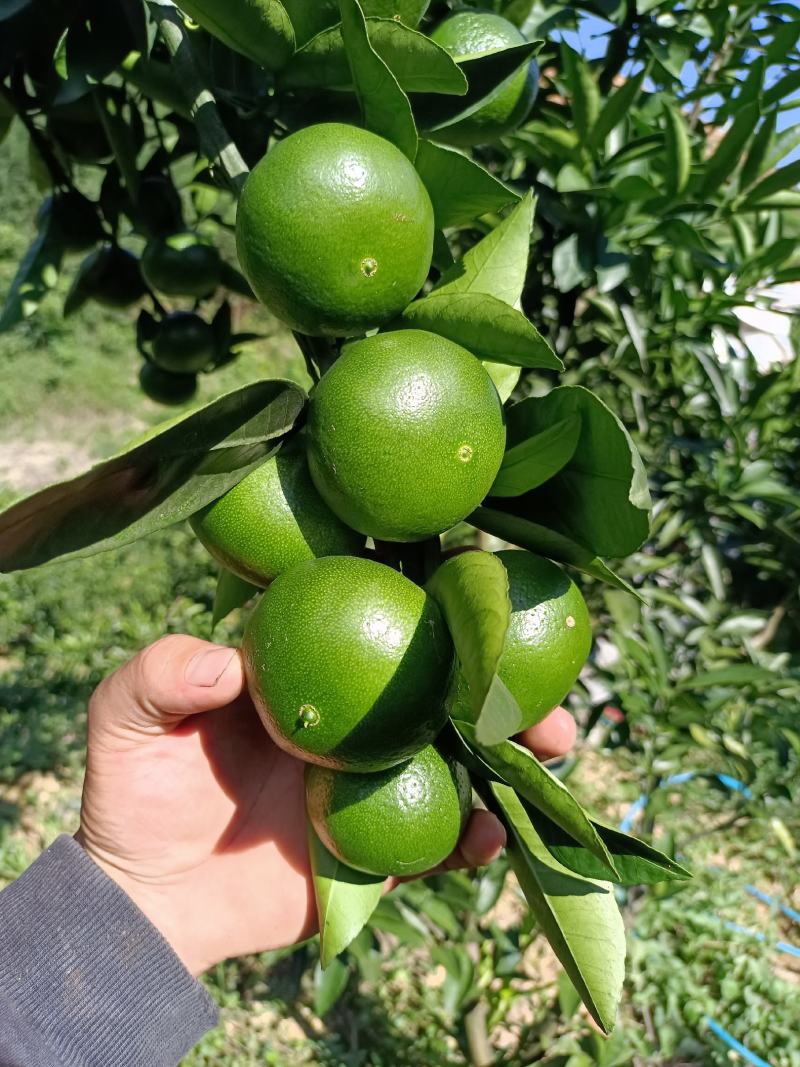蜜橘上市了
