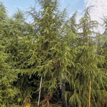 河南雪松花木种植基地