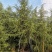 河南雪松花木种植基地