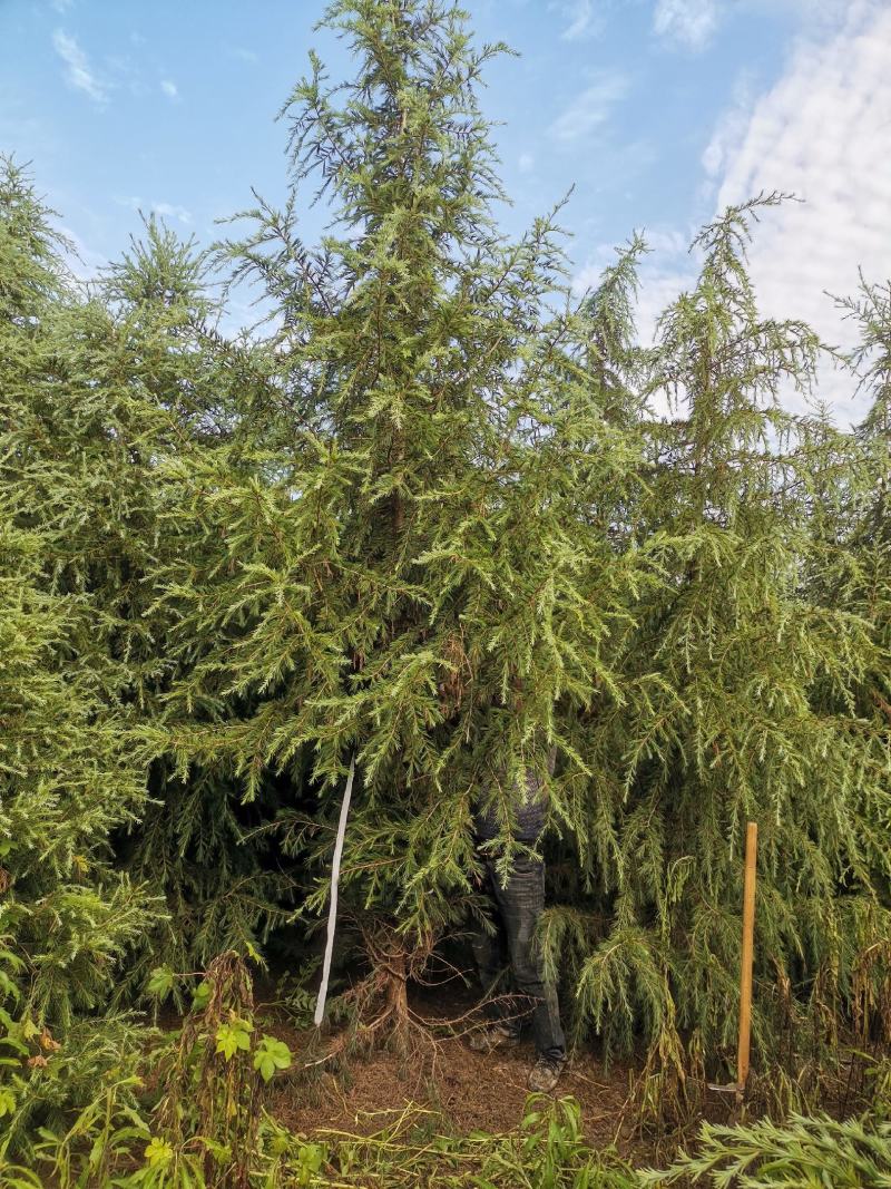 河南雪松花木种植基地