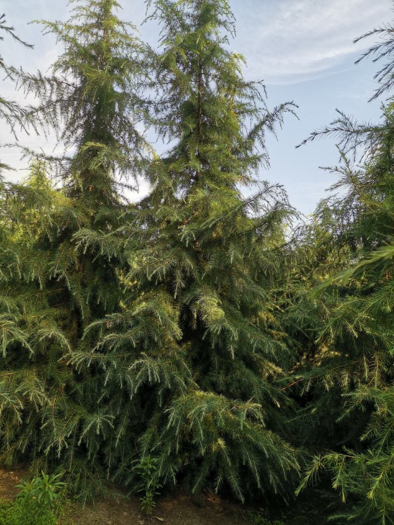 河南雪松花木种植基地