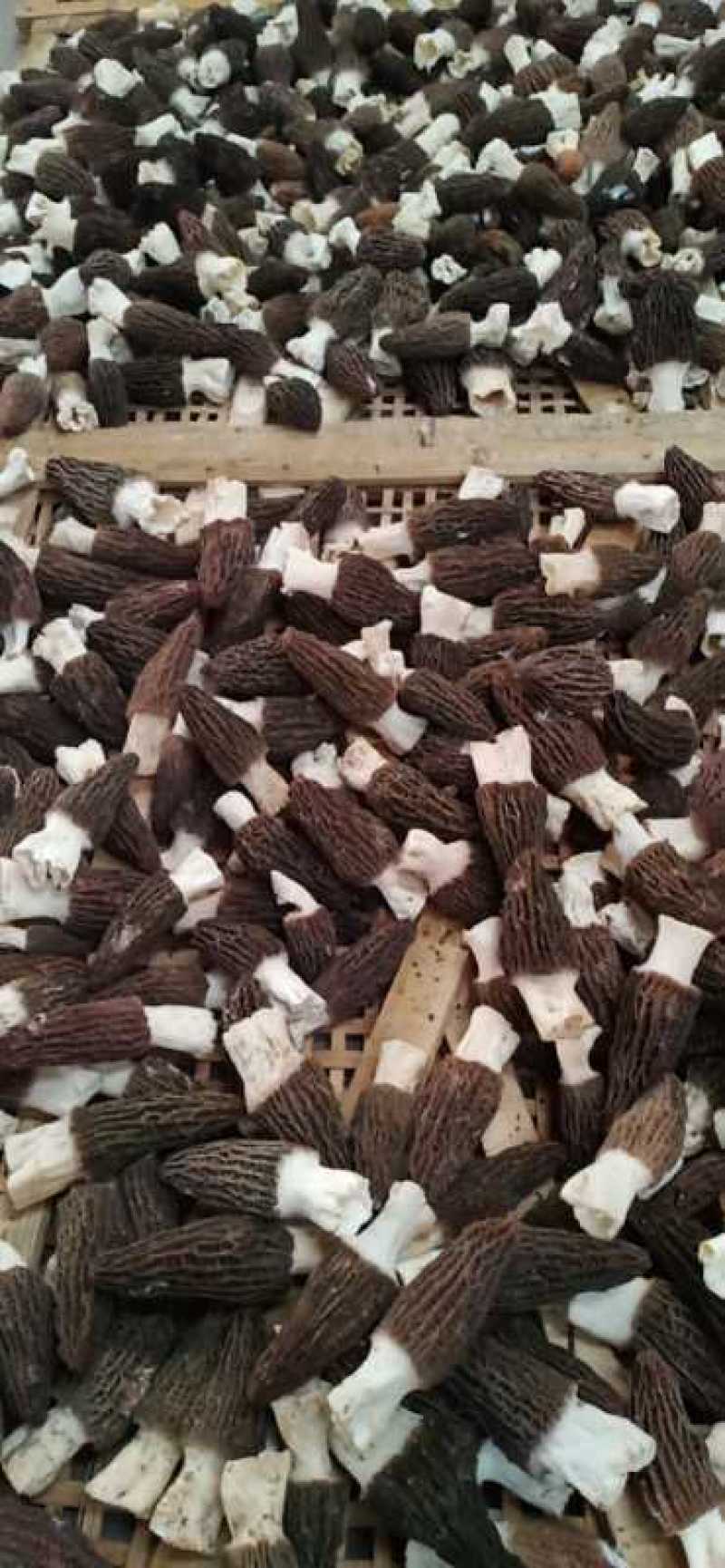 正规厂家销售六妹羊肚菌栽培种包技术包回收